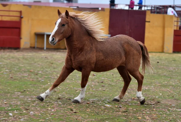 Percheronhäst Som Springer Spanien — Stockfoto