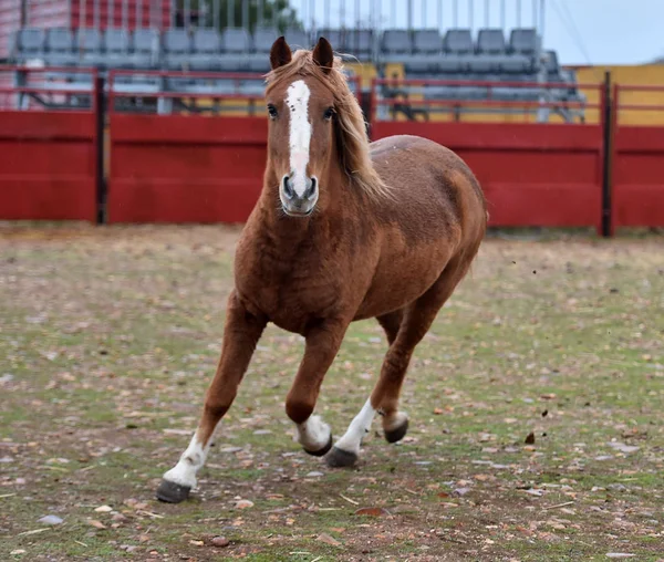Percheron Horse Running Spain — Stock Photo, Image