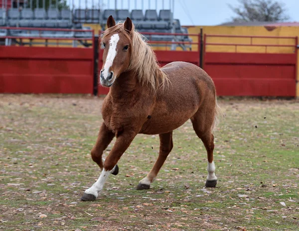 Percheron Kůň Běží Španělsku — Stock fotografie
