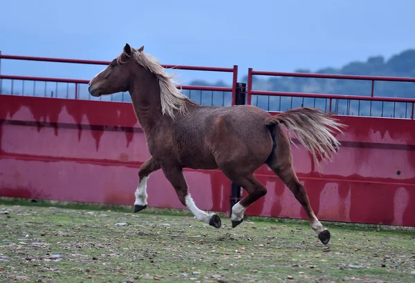 Конь Першерон Бежит Испански — стоковое фото