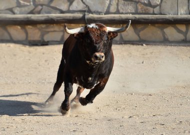 Büyük boynuzlu İspanyol bir boğa ringde koşuyor. 
