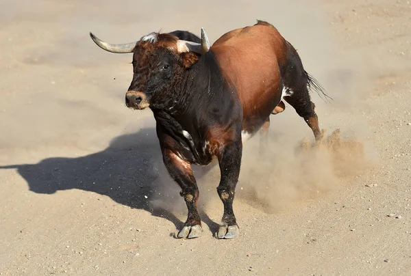 Spanish Bull Big Horns Running Bullring Arena — Stock Photo, Image