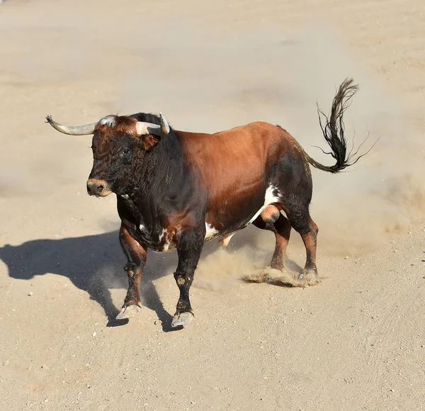 Toro Spagnolo Con Grandi Corna Che Corrono Sull Arena Del — Foto Stock