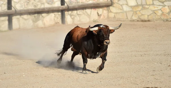 大きな角を持つスペインの雄牛が闘牛場で走っています — ストック写真