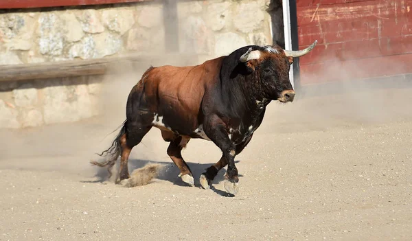 Touro Espanhol Com Grandes Chifres Correndo Arena Touros — Fotografia de Stock