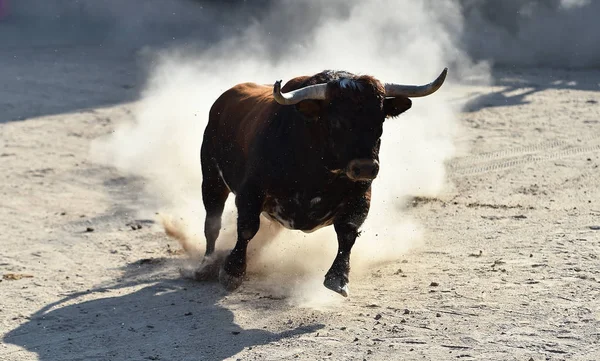 Büyük Boynuzlu Spanyol Bir Boğa Ringde Koşuyor — Stok fotoğraf