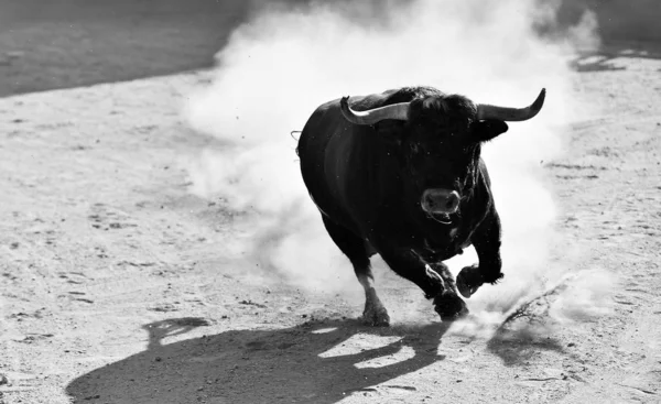 Touro Espanhol Com Grandes Chifres Correndo Arena Touros — Fotografia de Stock