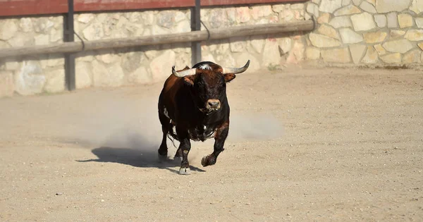 一头长着大角的西班牙公牛在斗牛场上奔跑 — 图库照片