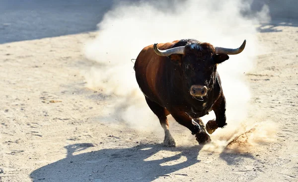 大きな角を持つスペインの雄牛が闘牛場で走っています — ストック写真