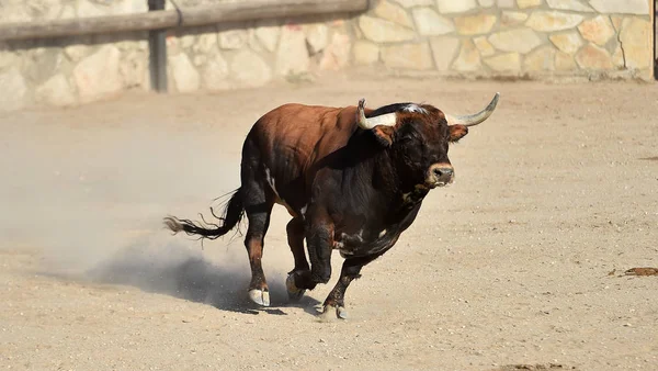 Spanish Bull Big Horns Running Bullring Arena — Stock Photo, Image