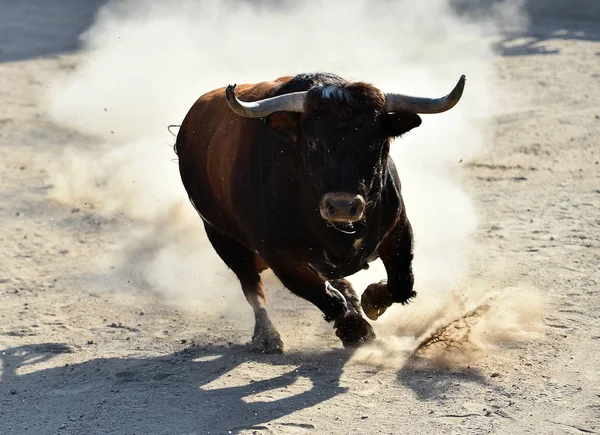 Een Spaanse Stier Met Grote Hoorns Arena — Stockfoto