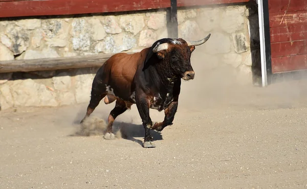 Toro Spagnolo Con Grandi Corna Che Corrono Sull Arena Del — Foto Stock