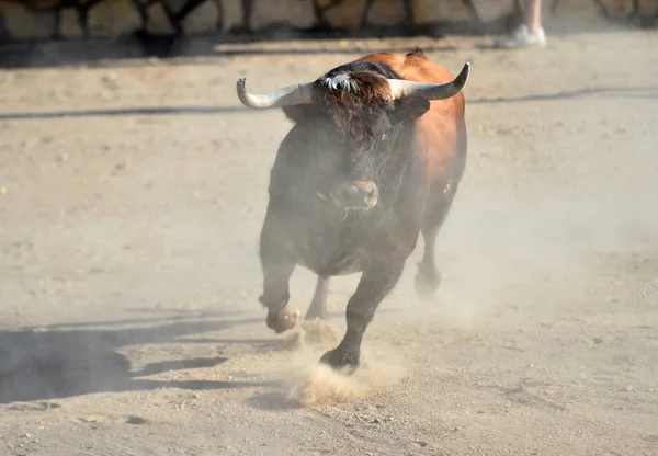 Touro Espanhol Com Grandes Chifres Correndo Arena Touros — Fotografia de Stock