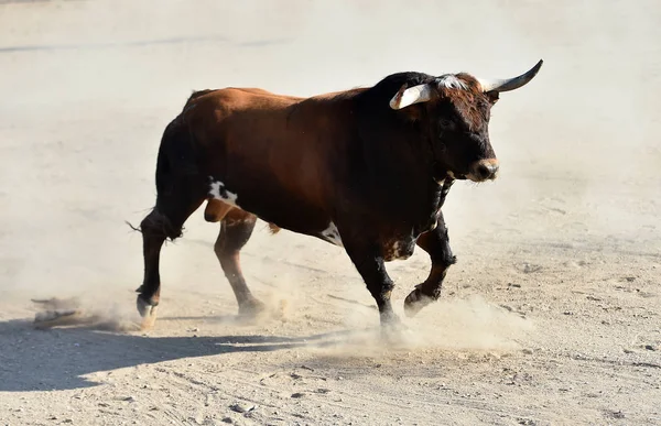 Touro Espanhol Com Grandes Chifres Correndo Arena Touros — Fotografia de Stock