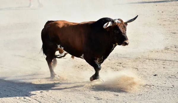 Touro Espanhol Com Grandes Chifres Correndo Arena Touros — Fotografia de Stock