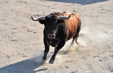 İspanyol güçlü boğası İspanyol gösterisinde koşuyor