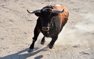 İspanyol güçlü boğası İspanyol gösterisinde koşuyor