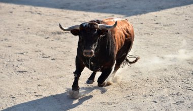 İspanyol güçlü boğası İspanyol gösterisinde koşuyor