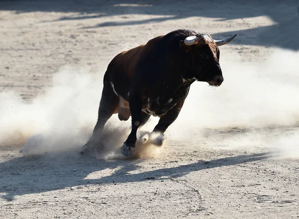 Taureau Fort Espagnol Courir Dans Spectacle Espagnol — Photo