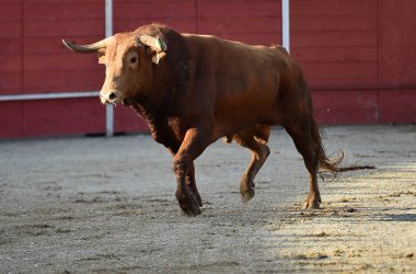 Büyük boynuzları olan bir İspanyol boğa ringde koşuyor.
