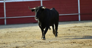 Büyük boynuzları olan bir İspanyol boğa ringde koşuyor.