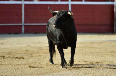 Büyük boynuzları olan bir İspanyol boğa ringde koşuyor.