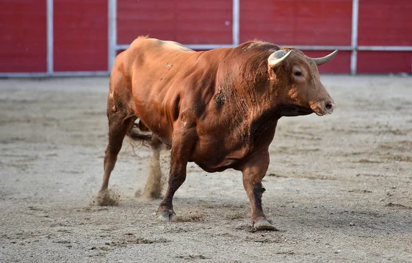 大きな角を持つスペインの勇敢な雄牛が闘牛場で走っています — ストック写真