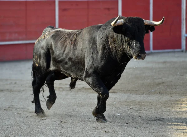 Toro Valiente Español Con Cuernos Grandes Corriendo Una Plaza Toros — Foto de Stock