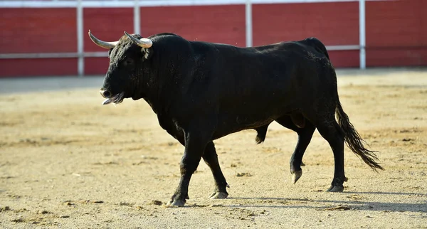 Coraggioso Toro Spagnolo Con Grandi Corna Che Corrono Bullring — Foto Stock