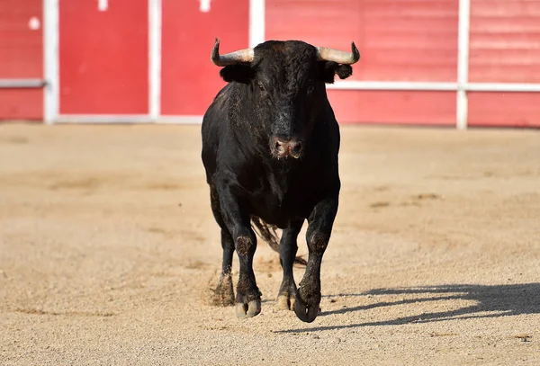 Toro Valiente Español Con Cuernos Grandes Corriendo Una Plaza Toros — Foto de Stock