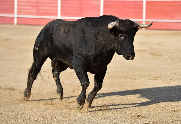 Een Spaanse Dappere Stier Met Grote Hoorns Een Arena — Stockfoto