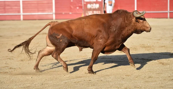 Coraggioso Toro Spagnolo Con Grandi Corna Che Corrono Bullring — Foto Stock