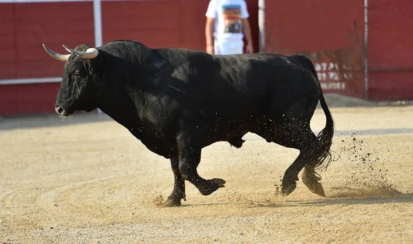 大きな角を持つスペインの勇敢な雄牛が闘牛場で走っています — ストック写真