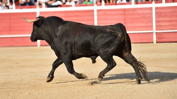 大きな角を持つスペインの勇敢な雄牛が闘牛場で走っています — ストック写真