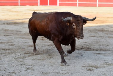 Büyük boynuzları olan bir İspanyol boğa ringde koşuyor.