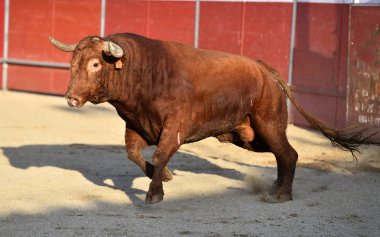 Büyük boynuzları olan bir İspanyol boğa ringde koşuyor.