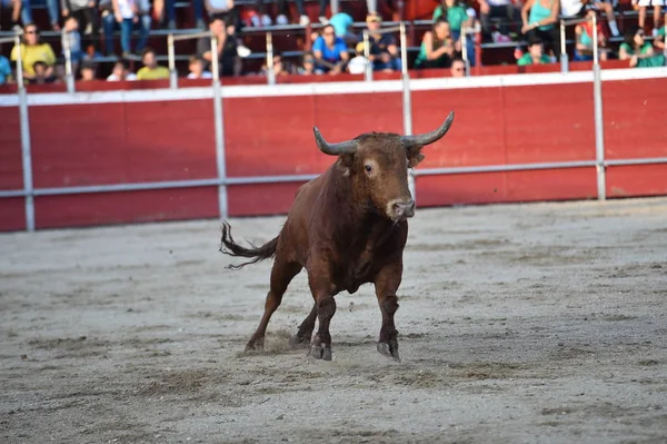Toro Valiente Español Con Cuernos Grandes Corriendo Una Plaza Toros — Foto de Stock