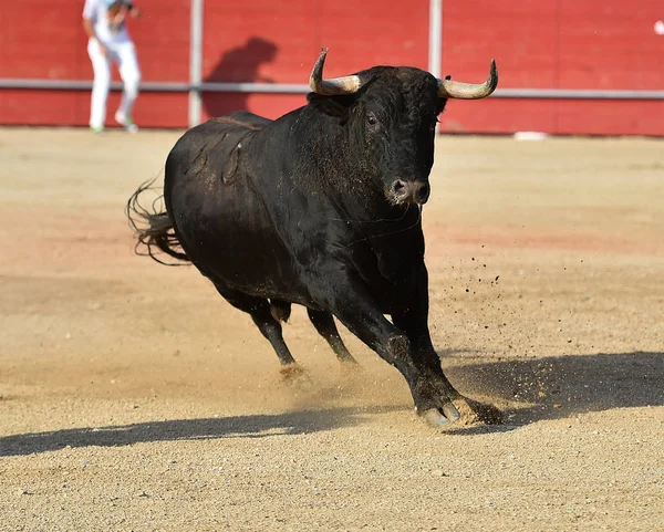 大きな角を持つスペインの勇敢な雄牛が闘牛場で走っています — ストック写真