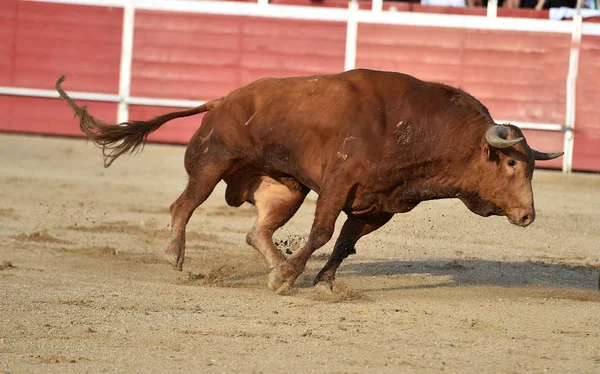 Іспанський Сміливий Бик Великими Рогами Біжить Колу — стокове фото