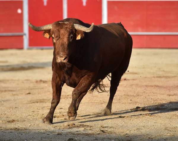 Touro Valente Espanhol Com Grandes Chifres Correndo Uma Praça Touros — Fotografia de Stock