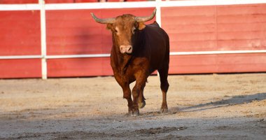 Büyük boynuzlu İspanyol boğası ringde.
