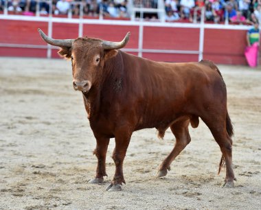 Büyük boynuzlu İspanyol boğası ringde.
