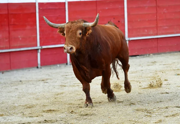 Spanyol Nagy Bika Nagy Szarvakkal Bikagyűrűn — Stock Fotó