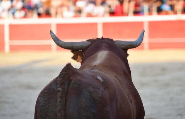 Espagnol Grand Taureau Avec Grandes Cornes Sur Arène — Photo