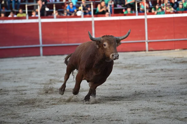 大きな角を持つスペインの大きな雄牛は — ストック写真