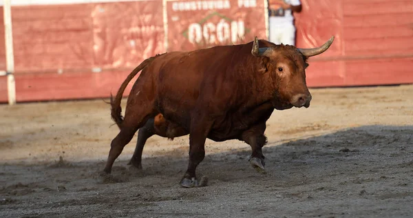 Spaanse Grote Stier Met Grote Hoorns Arena — Stockfoto