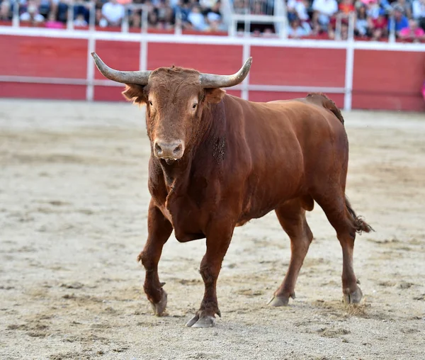Toro Grande Español Con Cuernos Grandes Plaza Toros —  Fotos de Stock