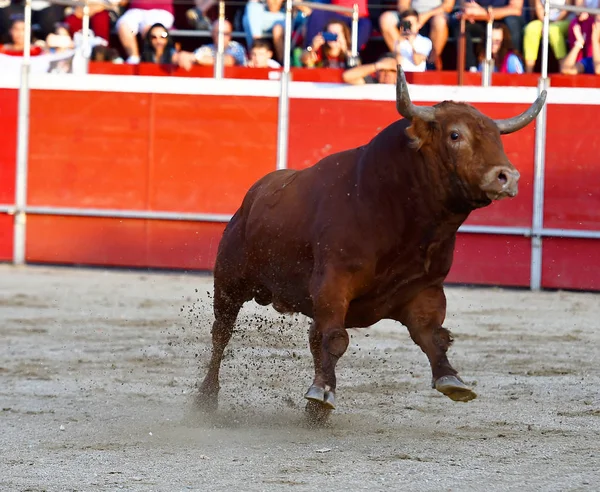 Toro Grande Español Con Cuernos Grandes Plaza Toros — Foto de Stock