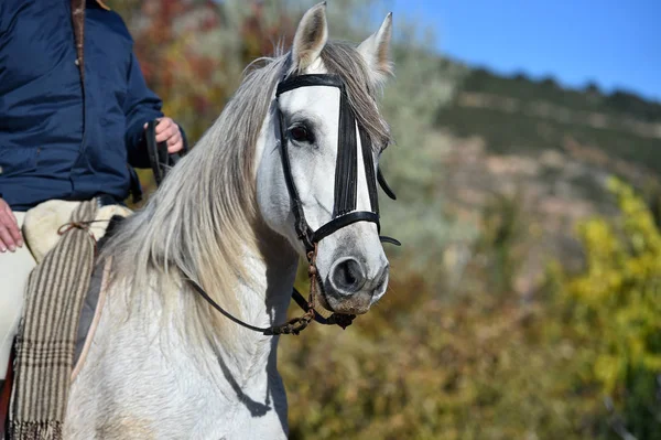 Belo Cavalo Espanha — Fotografia de Stock