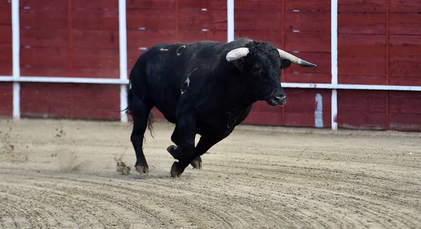 Een Krachtige Stier Een Arena Spanje — Stockfoto
